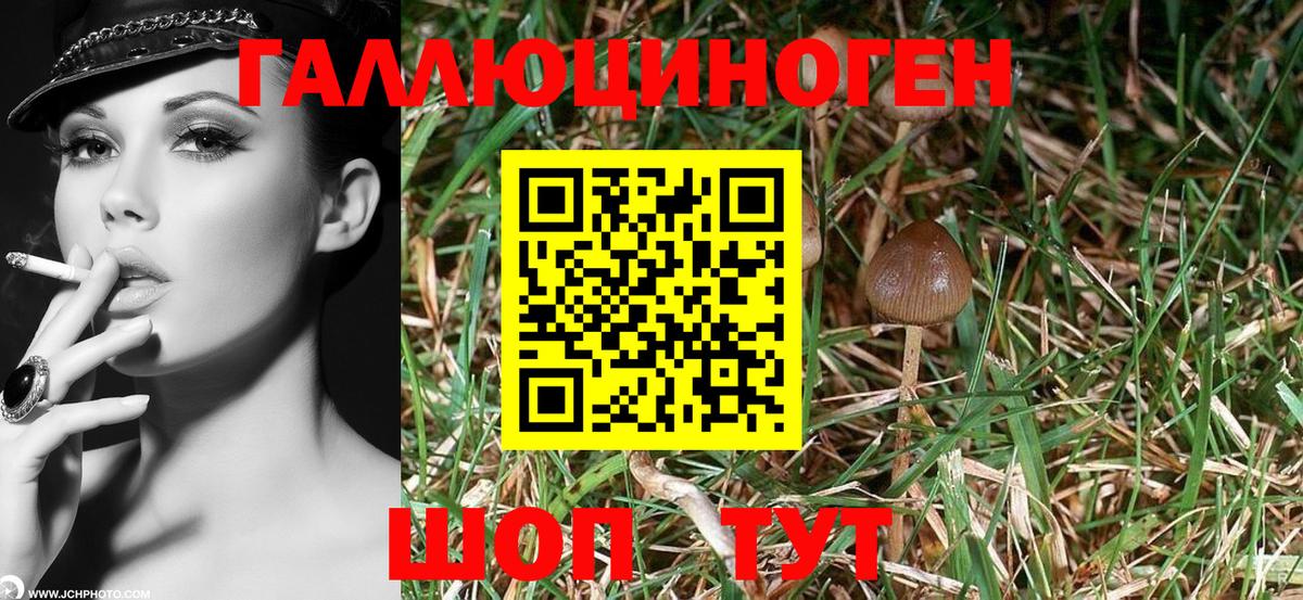 Псилоцибиновые грибы Cubensis Людиново
